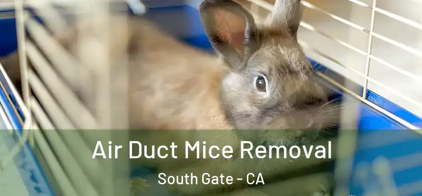Air Duct Mice Removal South Gate - CA